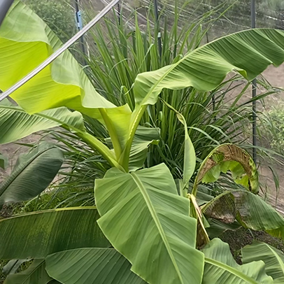 バナナの葉栽培